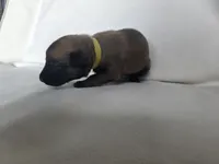 Yellow, a female Belgian Malinois and Dutch Shepherd for sale in Knoxville, TN – 6 of 9