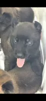 Light Purple, a male Belgian Malinois and Dutch Shepherd for sale in Knoxville, TN – 2 of 10