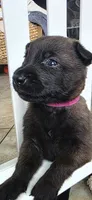 Dark Pink, a female Belgian Malinois and Dutch Shepherd for sale in Knoxville, TN – 2 of 9