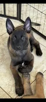 Belgian Malinois , a  Belgian Malinois and Dutch Shepherd for sale in West Palm Beach, FL – 5 of 10