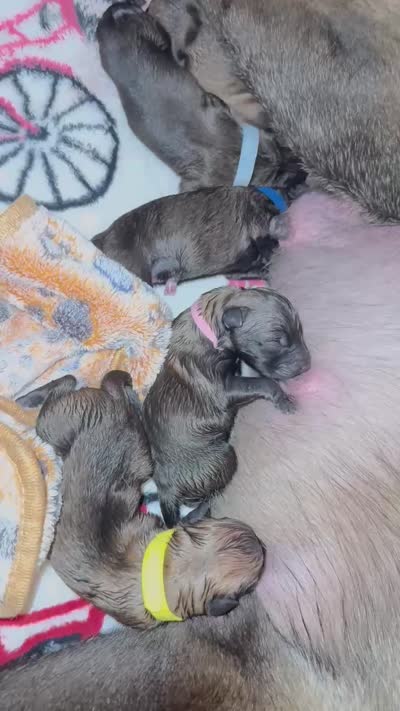 Blue, a male Belgian Malinois and Dutch Shepherd for sale in West Palm Beach, FL – 5 of 6