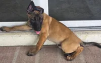 Ruger - Red, a male Belgian Malinois and Dutch Shepherd for sale in Lake Worth, FL – 2 of 10