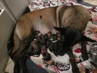 Blue, a male Belgian Malinois and Dutch Shepherd for sale in West Palm Beach, FL – 6 of 6