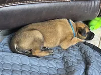 Ruger, a male Belgian Malinois and Dutch Shepherd for sale in Knoxville, TN – 6 of 9