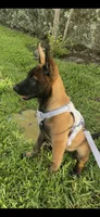 Belgian Malinois , a  Belgian Malinois and Dutch Shepherd for sale in West Palm Beach, FL – 6 of 10
