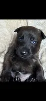 Green, a male Belgian Malinois and Dutch Shepherd for sale in Knoxville, TN – 2 of 9