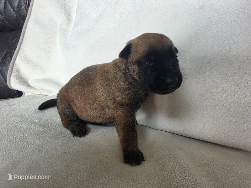 Aqua – Belgian Malinois, Dutch Shepherd puppy for sale in West Palm Beach, FL