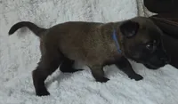 Blue, a male Belgian Malinois and Dutch Shepherd for sale in Knoxville, TN – 4 of 10