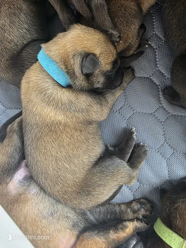 Light Blue – Belgian Malinois, Dutch Shepherd puppy for sale in West Palm Beach, FL