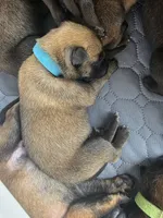 Light Blue, a male Belgian Malinois and Dutch Shepherd for sale in West Palm Beach, FL – 1 of 5