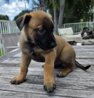 Ruger - Red, a male Belgian Malinois and Dutch Shepherd for sale in Lake Worth, FL – 4 of 9