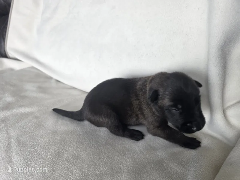 Gray – Belgian Malinois, Dutch Shepherd puppy for sale in West Palm Beach, FL