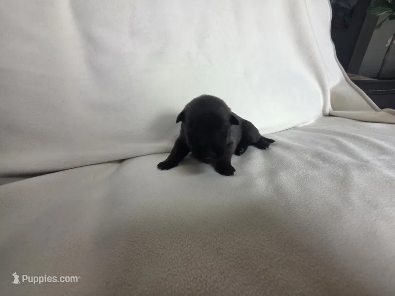 Lime – Belgian Malinois, Dutch Shepherd puppy for sale in West Palm Beach, FL