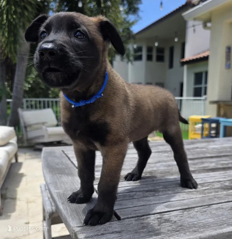 Blue – Belgian Malinois, Dutch Shepherd puppy for sale in Lake Worth, FL
