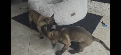 Remi - Light Green, a female Belgian Malinois and Dutch Shepherd for sale in Lake Worth, FL – 9 of 9