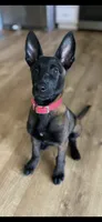 Belgian Malinois , a  Belgian Malinois and Dutch Shepherd for sale in West Palm Beach, FL – 10 of 10