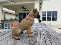 Ruger - Red, a male Belgian Malinois and Dutch Shepherd for sale in Lake Worth, FL – 2 of 9