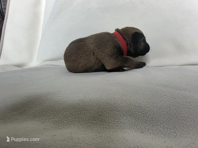 Red – Belgian Malinois, Dutch Shepherd puppy for sale in West Palm Beach, FL