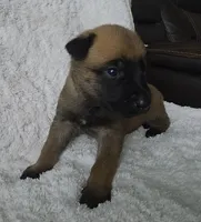 Black, a male Belgian Malinois and Dutch Shepherd for sale in Knoxville, TN – 2 of 9
