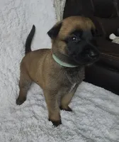 Aqua, a female Belgian Malinois and Dutch Shepherd for sale in Knoxville, TN – 2 of 9