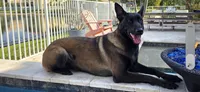 Purple, a male Belgian Malinois and Dutch Shepherd for sale in West Palm Beach, FL – 2 of 4