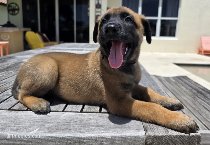 Black – Belgian Malinois, Dutch Shepherd puppy for sale in Lake Worth, FL
