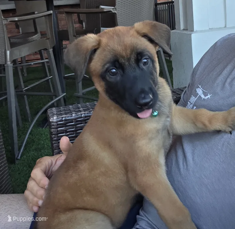 Aqua – Belgian Malinois, Dutch Shepherd puppy for sale in Lake Worth, FL