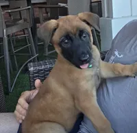 Hawes - Aqua, a female Belgian Malinois and Dutch Shepherd for sale in Lake Worth, FL – 1 of 9