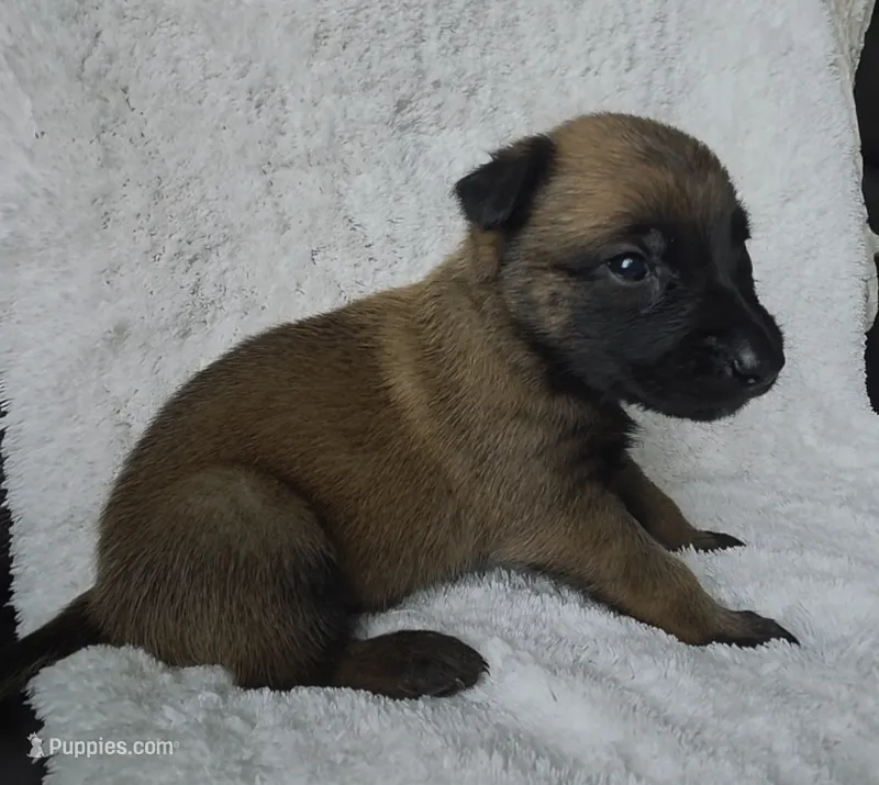 Yellow – Belgian Malinois, Dutch Shepherd puppy for sale in West Palm Beach, FL