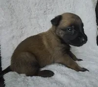 Yellow, a female Belgian Malinois and Dutch Shepherd for sale in Knoxville, TN – 1 of 9