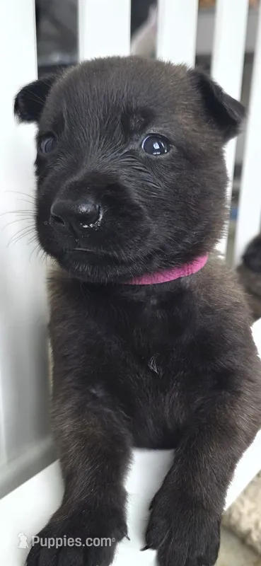Dark Pink – Belgian Malinois, Dutch Shepherd puppy for sale in West Palm Beach, FL