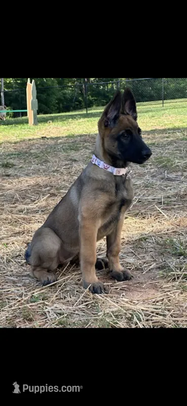 Belgian Malinois  – Belgian Malinois, Dutch Shepherd puppy for sale in West Palm Beach, FL