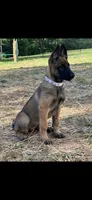 Belgian Malinois , a  Belgian Malinois and Dutch Shepherd for sale in West Palm Beach, FL – 1 of 10