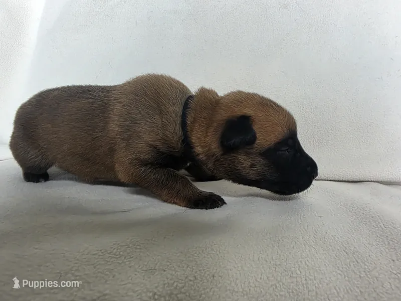 Black – Belgian Malinois, Dutch Shepherd puppy for sale in West Palm Beach, FL