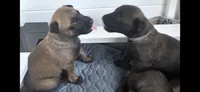 Light Blue, a female Belgian Malinois and Dutch Shepherd for sale in Knoxville, TN – 2 of 9