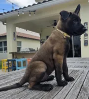 Sig - Tan, a male Belgian Malinois and Dutch Shepherd for sale in Lake Worth, FL – 2 of 10