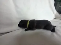 Lime, a female Belgian Malinois and Dutch Shepherd for sale in Knoxville, TN – 10 of 10