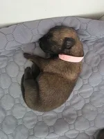 Pink, a female Belgian Malinois and Dutch Shepherd for sale in Knoxville, TN – 7 of 8