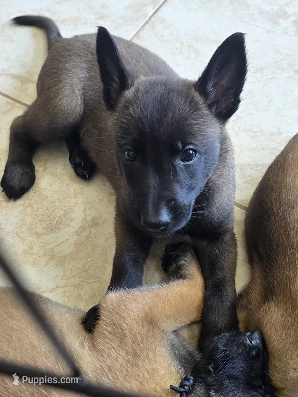 Lime – Belgian Malinois, Dutch Shepherd puppy for sale in Lake Worth, FL
