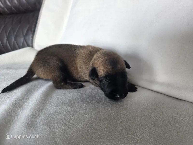 Yellow – Belgian Malinois, Dutch Shepherd puppy for sale in West Palm Beach, FL