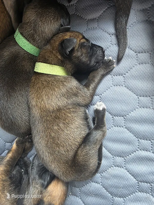 Light Green – Belgian Malinois, Dutch Shepherd puppy for sale in West Palm Beach, FL
