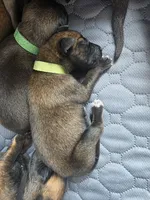 Light Green, a female Belgian Malinois and Dutch Shepherd for sale in Knoxville, TN – 6 of 8