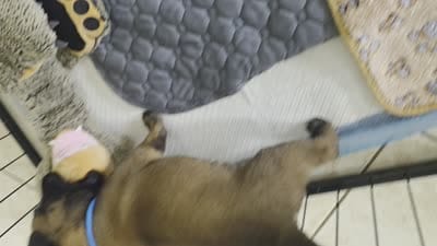 Light Blue, a female Belgian Malinois and Dutch Shepherd for sale in Knoxville, TN – 3 of 9