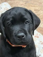 Mack, a male Labrador Retriever for sale in Dover, DE – Photo 2 of 3