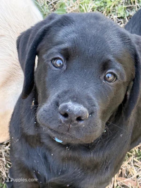 Mack – Labrador Retriever puppy for sale in Dover, DE