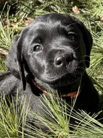 Mack, a male Labrador Retriever for sale in Dover, DE – Photo 3 of 3
