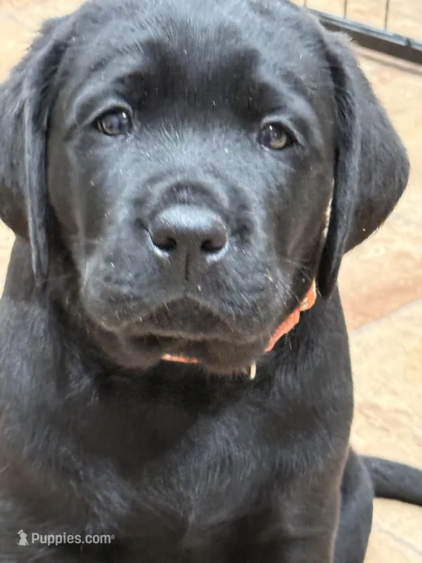 Mack – Labrador Retriever puppy for sale in Dover, DE