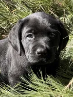 Sierra, a female Labrador Retriever for sale in Dover, DE – Photo 3 of 3