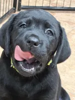 Sierra, a female Labrador Retriever for sale in Dover, DE – Photo 2 of 3