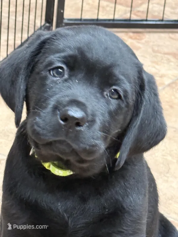Sierra – Labrador Retriever puppy for sale in Dover, DE